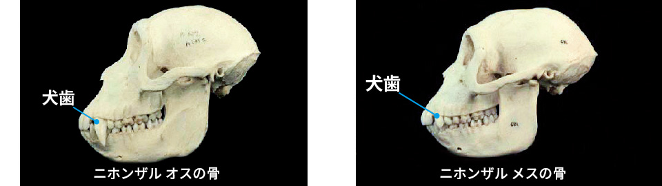 ニホンザルの骨格標本 左がオスで右がメス