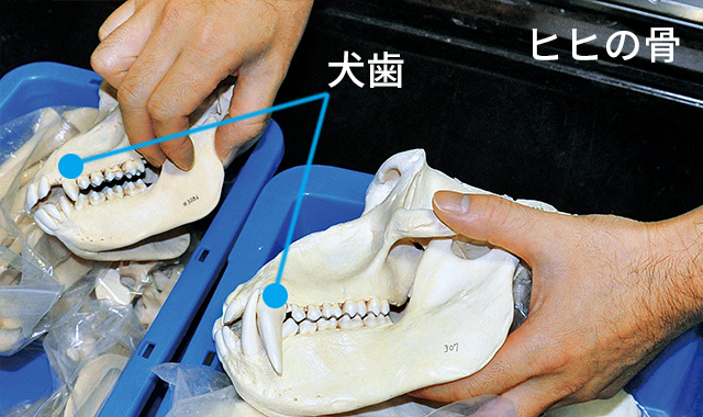 ヒヒの骨 犬歯がみえる