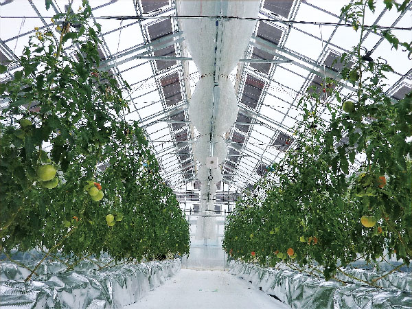 OPV:Organic Photovoltaic(有機薄膜太陽電池)を使ってのトマトの生育