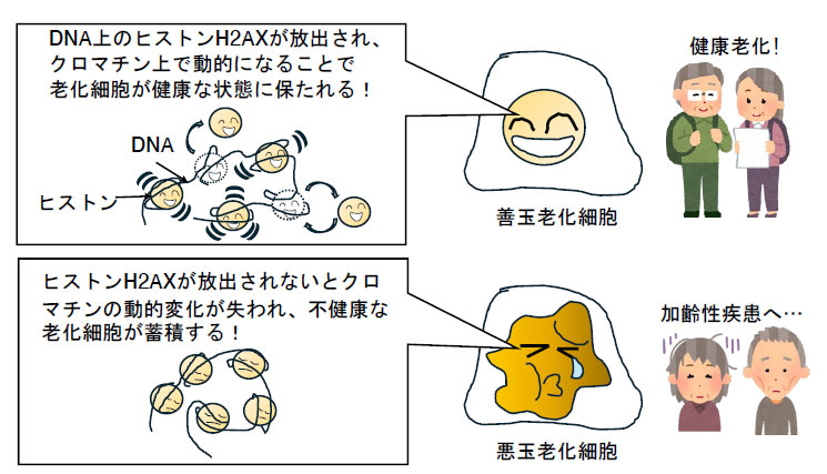 2601_main_ikura.jpg 
