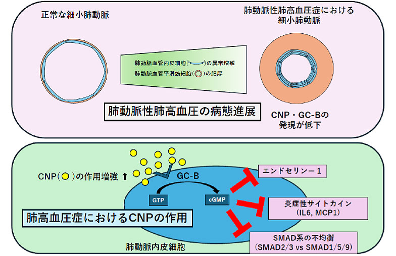 2603_main_yanagisawa_j.jpg 
