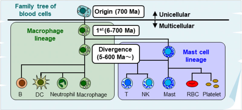 2606-main-kawamoto-blood-cell-family-tree.jpg 