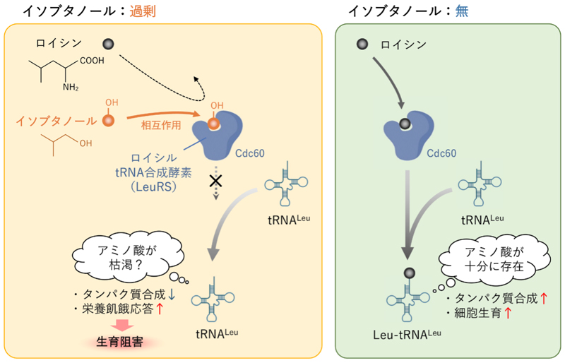 2606-main-sugase.jpg 