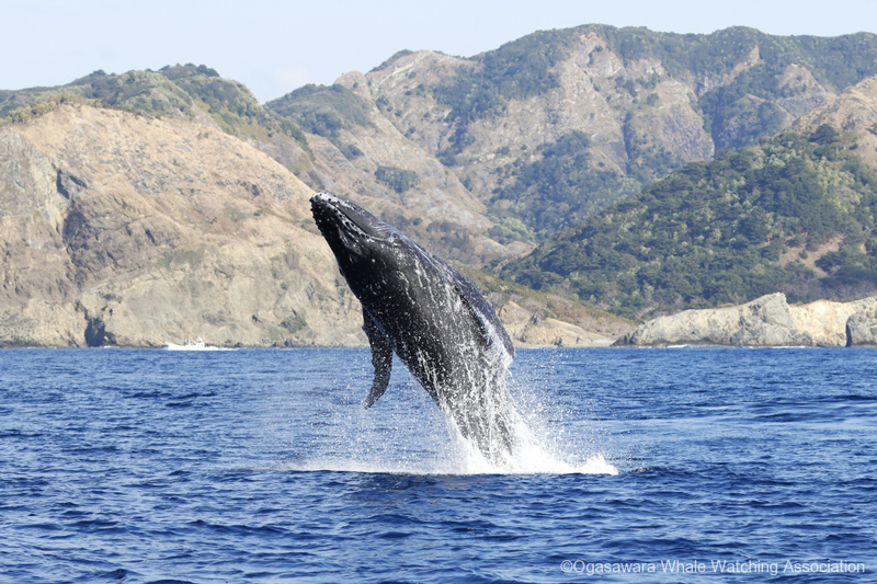 2606-main_mitani-humpback.jpg 
