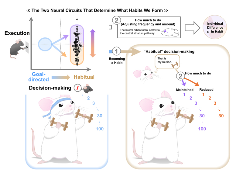 2607-main-Asaoka_habit-forming-mice---image-1.jpg 