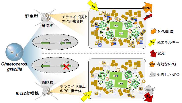 2607-main-Ifuku.jpg 