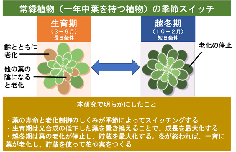 文章を入れてください