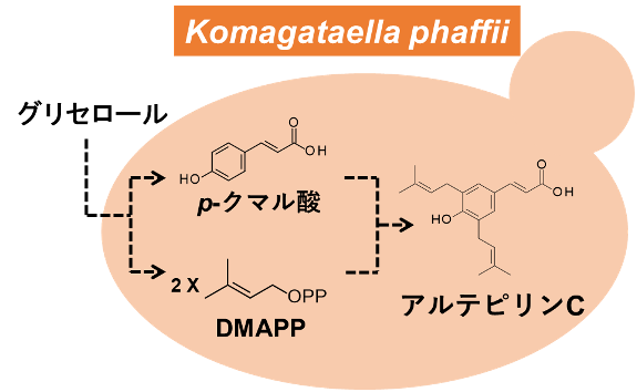 文章を入れてください
