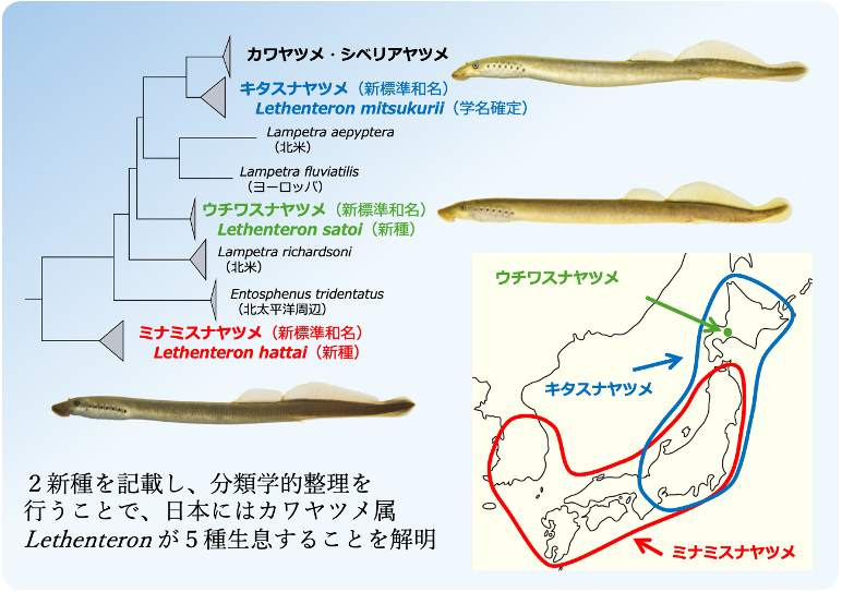新種ウチワスナヤツメとミナミスナヤツメを報告―日本産カワヤツメ属は2新種を含む5種に―