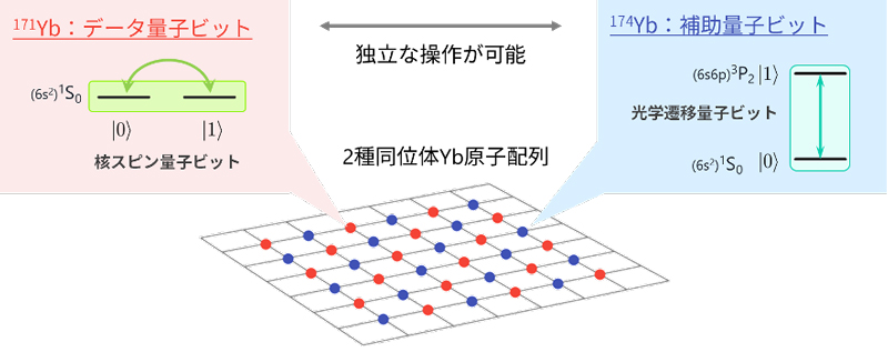2種類の同位体が拓く量子ビット読み出しの新展開―中性原子型量子コンピュータにおける課題を克服―