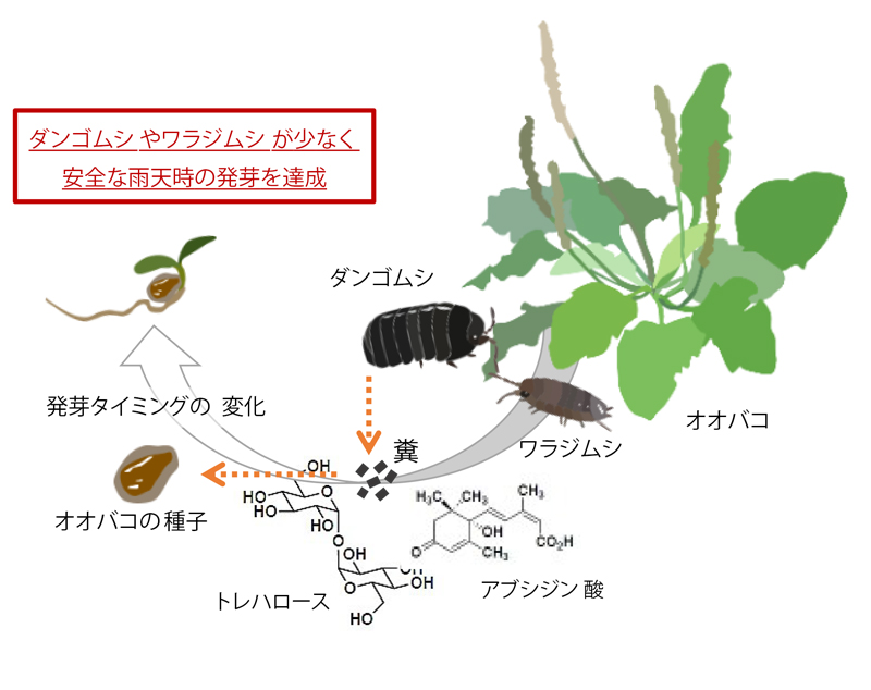 文章を入れてください
