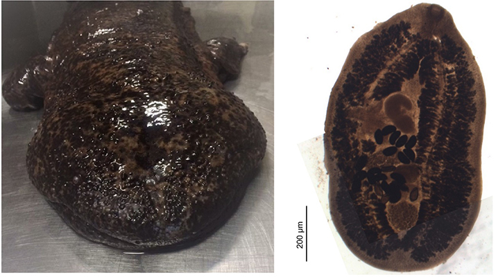 (写真左: 交雑オオサンショウウオ; 右: オオサンショウウオ吸虫Liolope copulans)