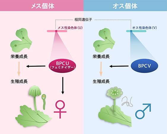 本研究のイメージ図