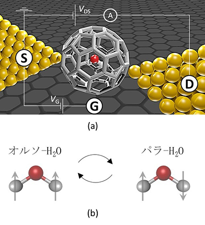 (a)1nm以下のギャップを有する電極を単一H2O@C60分子に形成し、さらにゲート電極も備えた単一分子トランジスタ構造(single molecule transistor;SMT)の概念図、(b) 水分子の模式図。