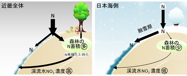 近畿全体と日本海側(多雪地域)における森林渓流水のNO3-濃度形成のメカニズムの違い