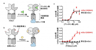 脳組織において狙った細胞の神経伝達物質受容体の活性化に成功―記憶・学習のメカニズム解明に期待―