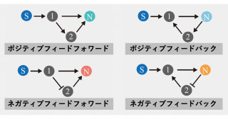 ネットワークの三角構造が担う情報伝達の役割を解明－数理モデルから生物の情報処理メカニズムに迫る－