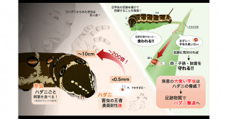 害虫の王者が芋虫の足跡を嫌うことを発見―はらぺこあおむしが自然界の秩序を保つ？―