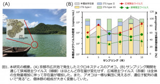 アオコ感染性広域・狭域宿主ウイルスの動態―アオコとウイルスはいかに共存するか―