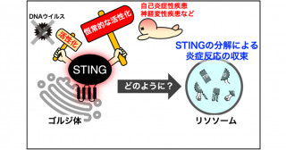 STING炎症シグナルの終結分子機構～新規細胞内分解システムの発見～