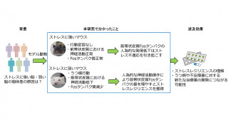 ストレスに強い脳と弱い脳のメカニズム解明～うつ病の脳のしくみ解明へ前進～