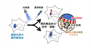 細胞の中のものを「押す」方法を開発―細胞内構造体の“かたち”と機能の関係を明らかに―