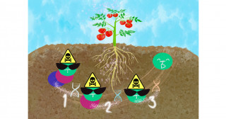 Roots of Bloody Mary