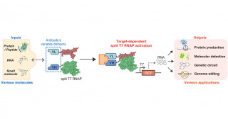 Using Single-antibodies as a New Ingenious Tool to Build Bio-circuitry