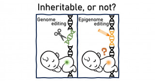 Potential inheritable effects and ethical considerations of epigenome editing