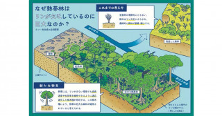 なぜ熱帯林は巨大なのか？―生態系の老齢化と共に進行するリンの欠乏vs樹木の適応―