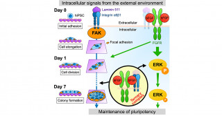 Deciphering the crosstalk between bFGF and integrin signaling in maintaining the properties of primed hiPSCs