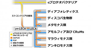 原始的ミトコンドリアDNA複製酵素の発見