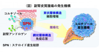 コルチゾール産生腫瘍の前駆病変を世界で初めて発見ー副腎腫瘍の発生メカニズムの解明と副腎皮質疾患の治療への応用に期待ー