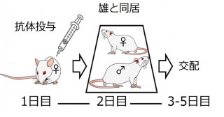 繁殖効率を高めたラットの作り方－50年以上実現できなかった過排卵妊娠に成功－