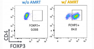 Suppressing Graft-versus-host Disease Using Immunosuppressive iPS Cell-derived Regulatory T Cells