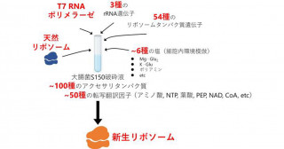 リボソーム生合成の試験管内再構成に成功－細胞内のタンパク質合成工場を試験管で再現－