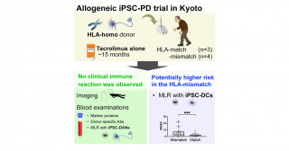 Demonstrating immune tolerance of allogeneic iPS cell-derived neural transplants