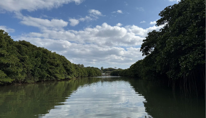 2604_main_mori_Mangroves.jpg 