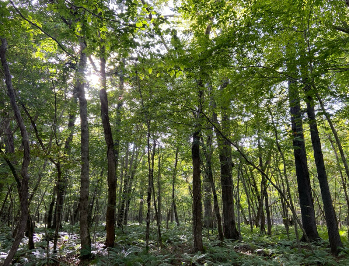 2607-main-onoda_forest.jpg 